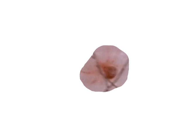 Spider Mite, a recorded specimen