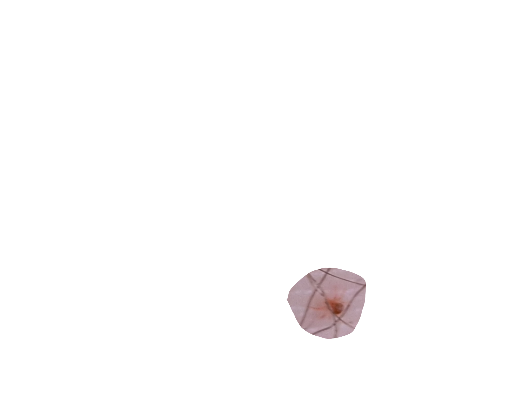 Spider Mite