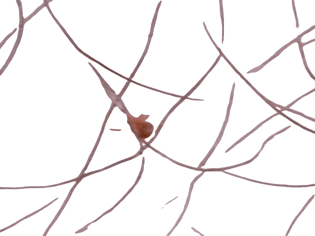 Spider Mite, a recorded specimen