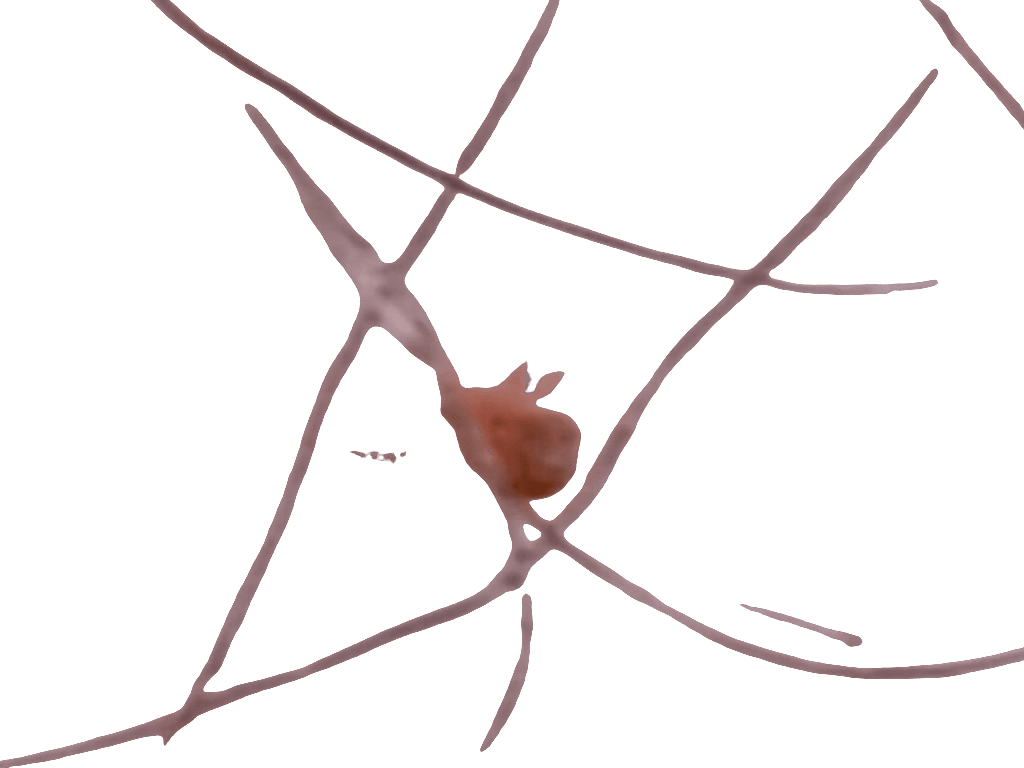 Spider Mite, a recorded specimen