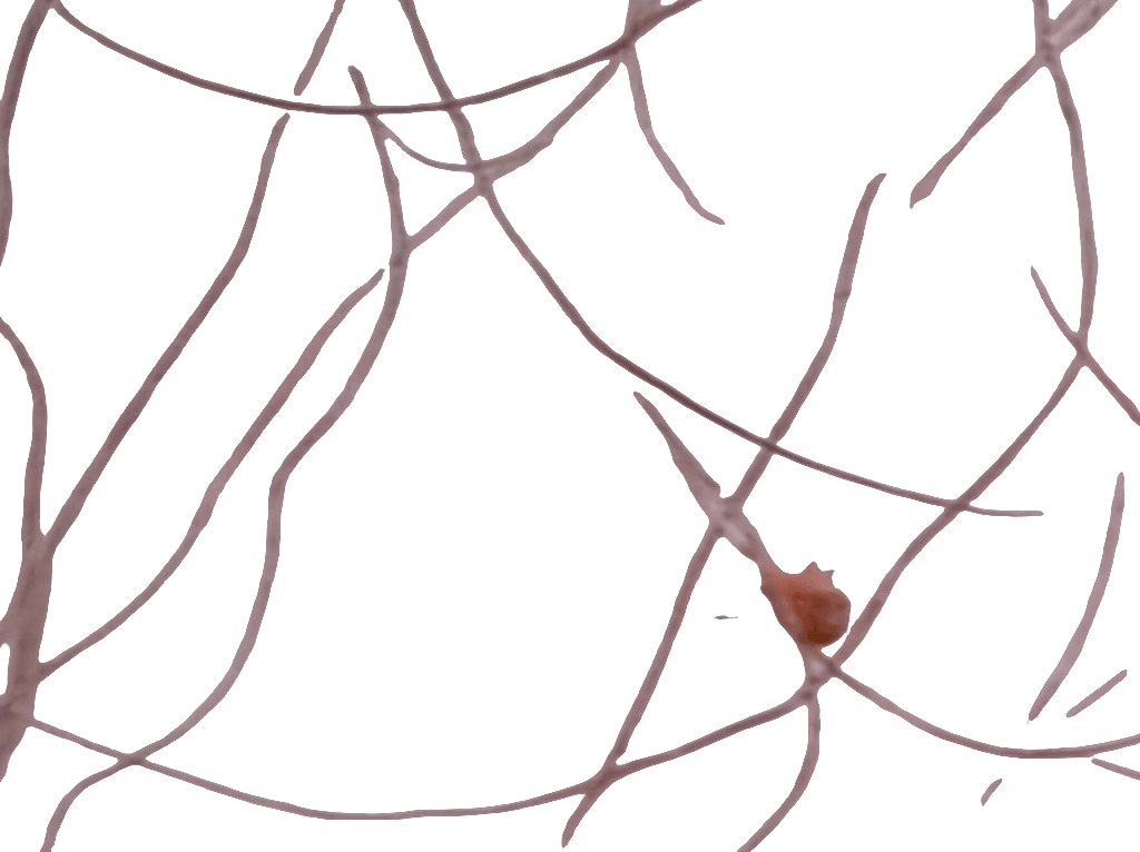 Spider Mite, a recorded specimen
