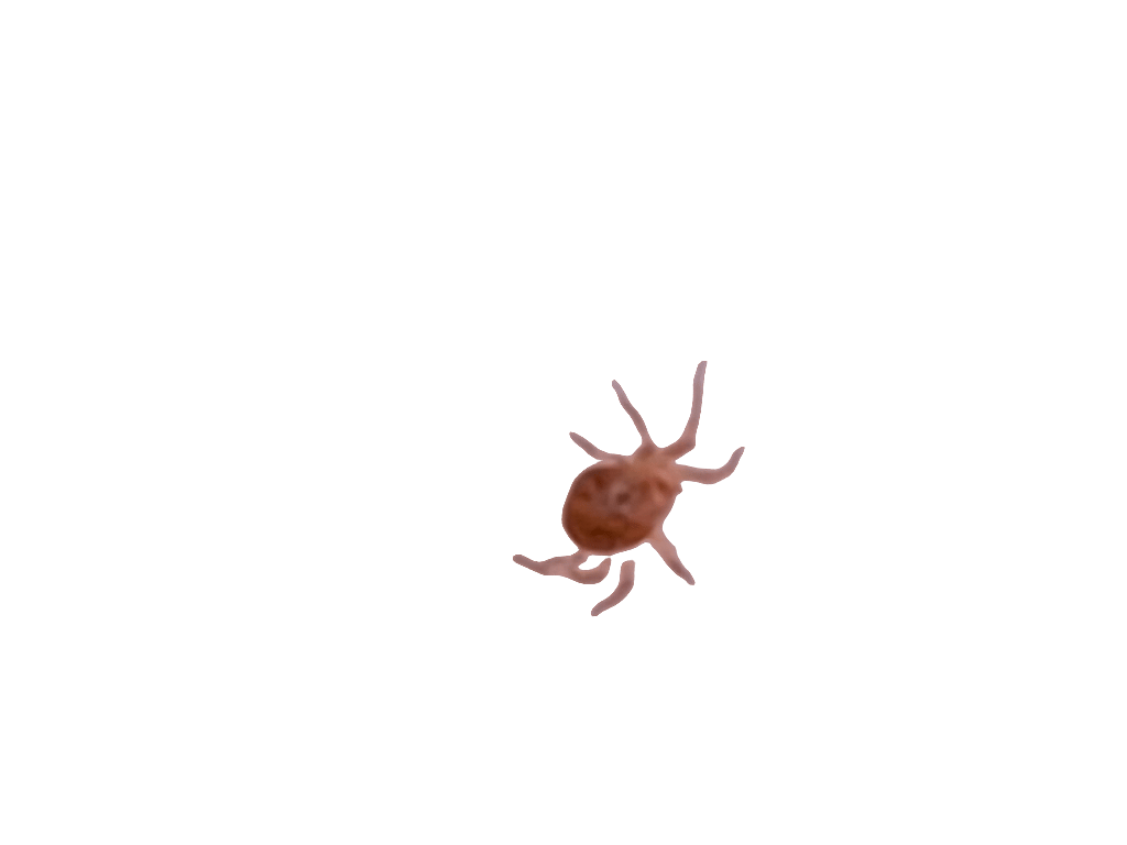 Spider Mite, a recorded specimen