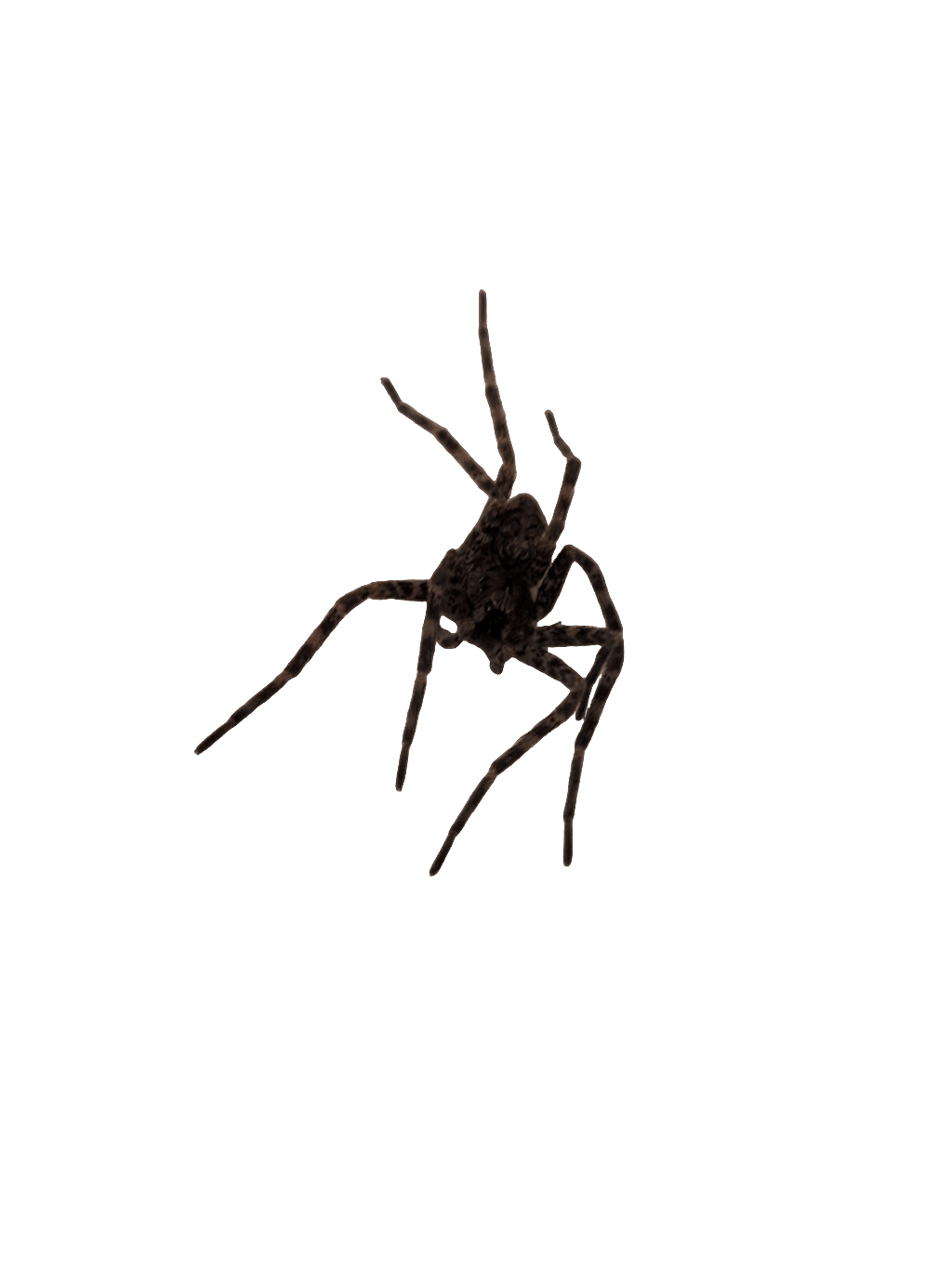 Spider, a recorded specimen