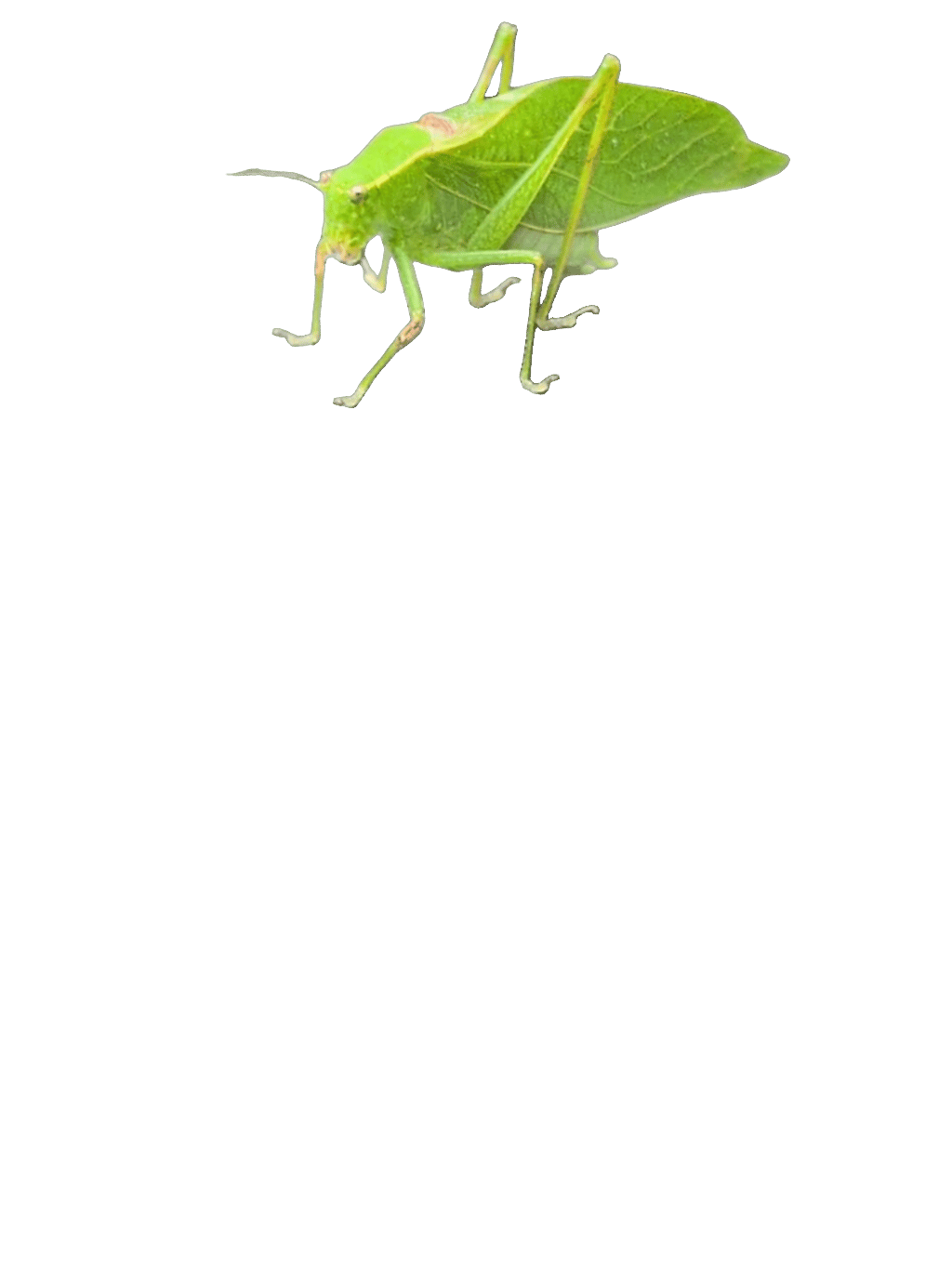 Katydid, a recorded specimen