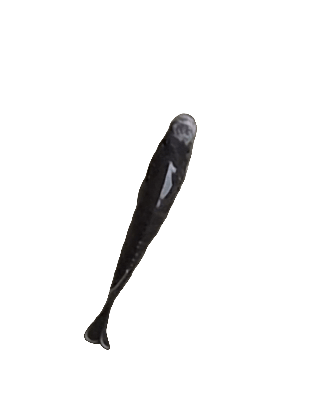 Eel, a recorded specimen