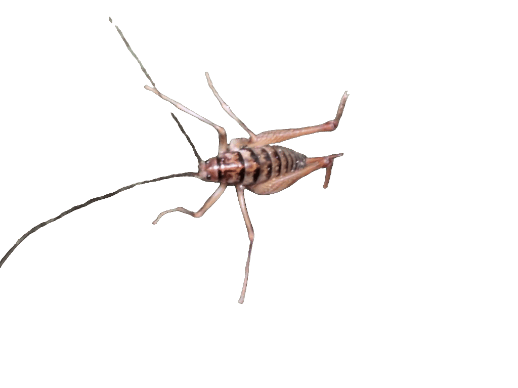 Earwig, a recorded specimen