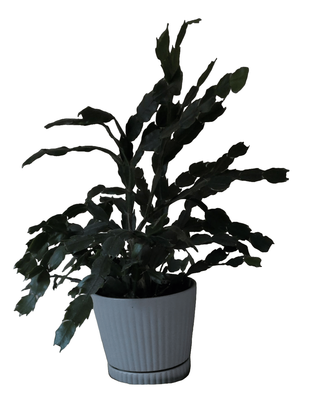 Christmas Cactus, a captured specimen