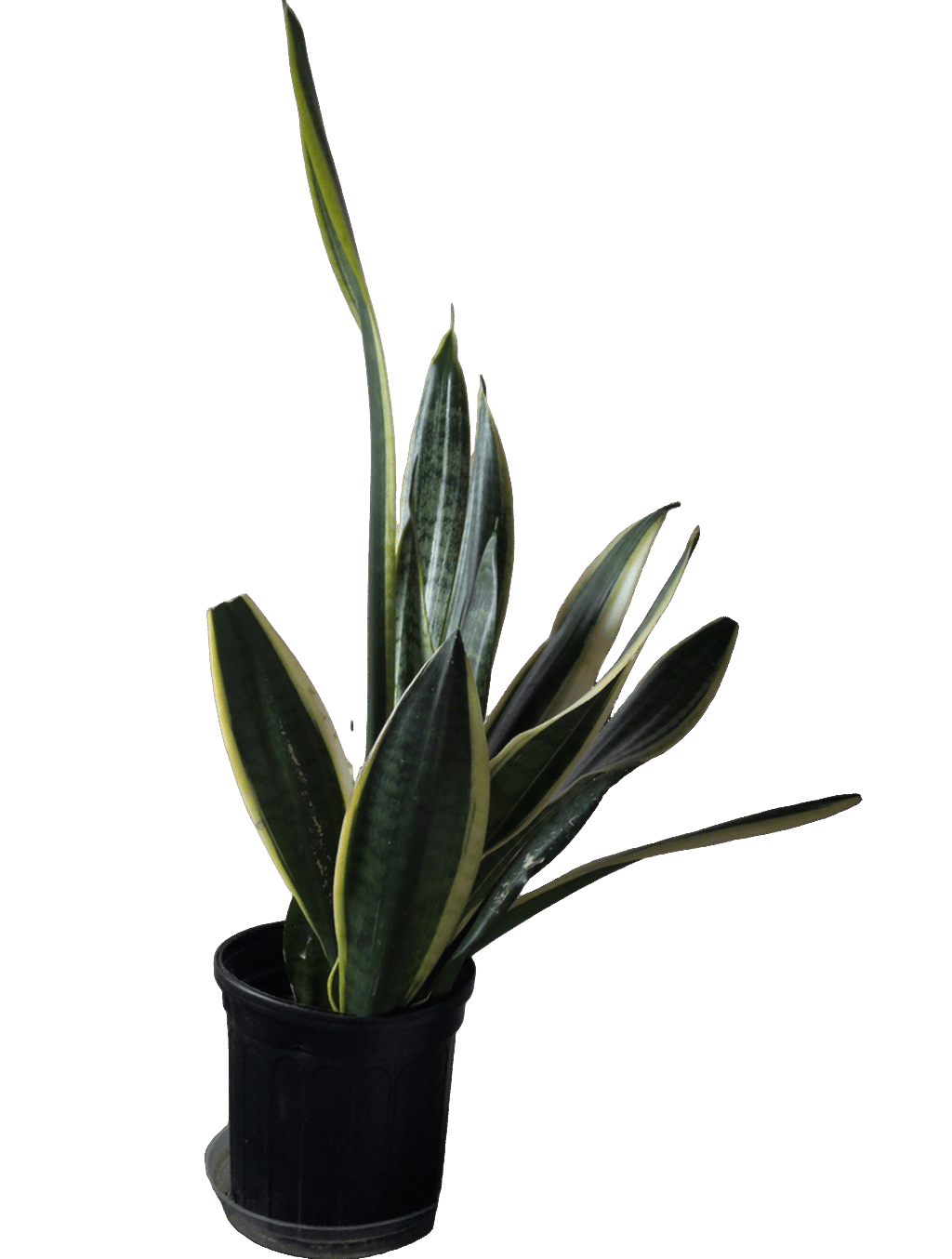 Snake Plant, a recorded specimen