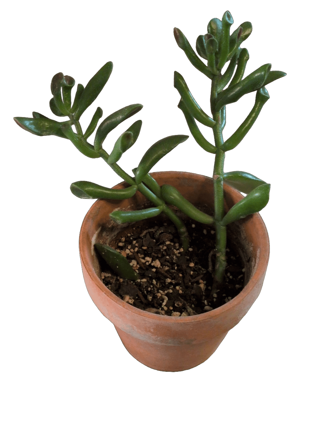 Jade Plant