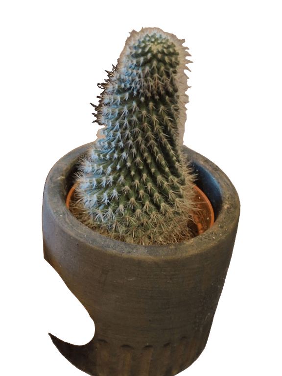 Pincushion Cactus, a captured specimen