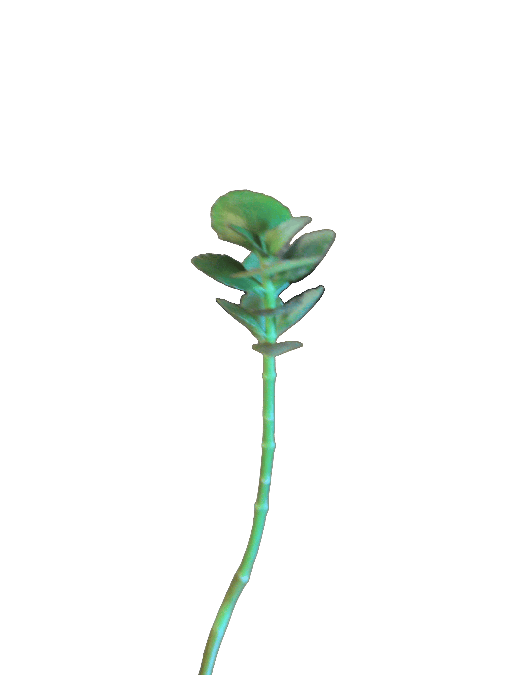 Stonecrop, a captured specimen