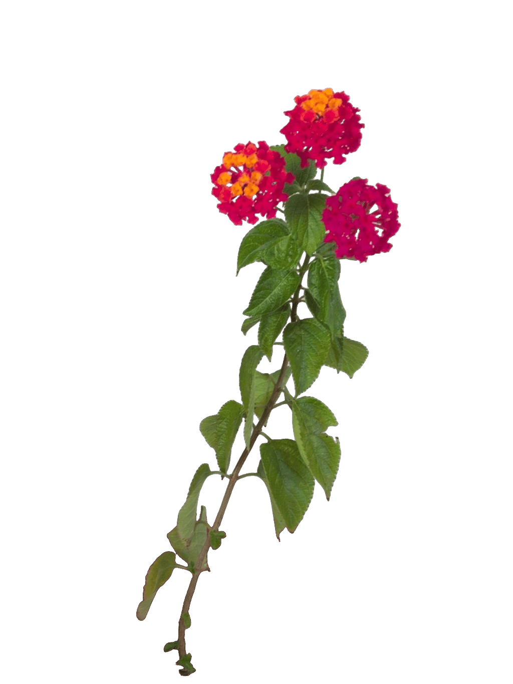 Lantana, a recorded specimen