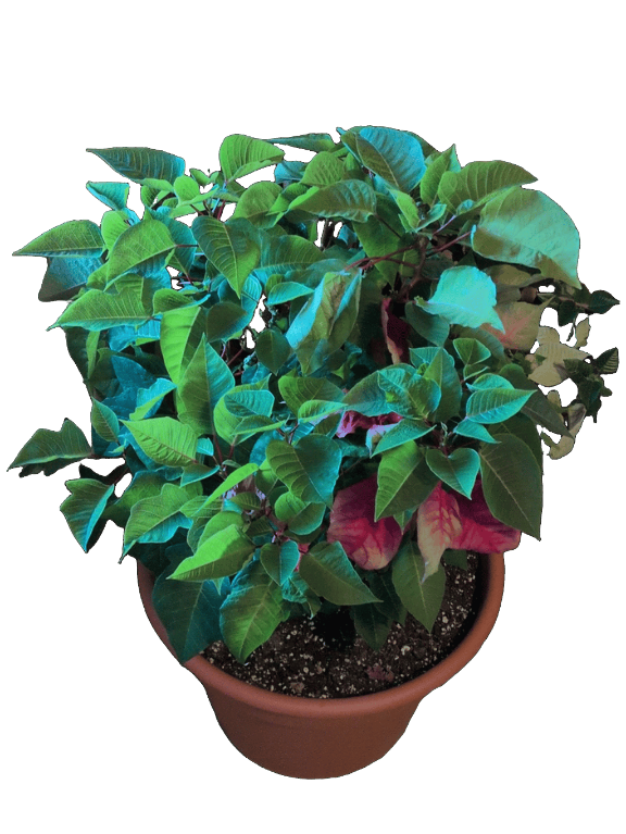 Poinsettia, a recorded specimen
