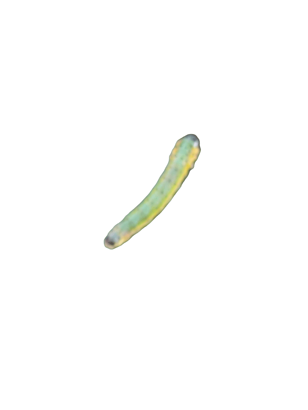 Leafhopper, a recorded specimen