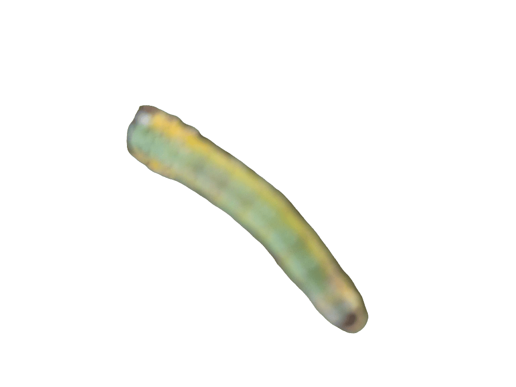 Sawfly Larva, a recorded specimen