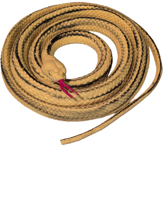 Corn Snake, a recorded specimen