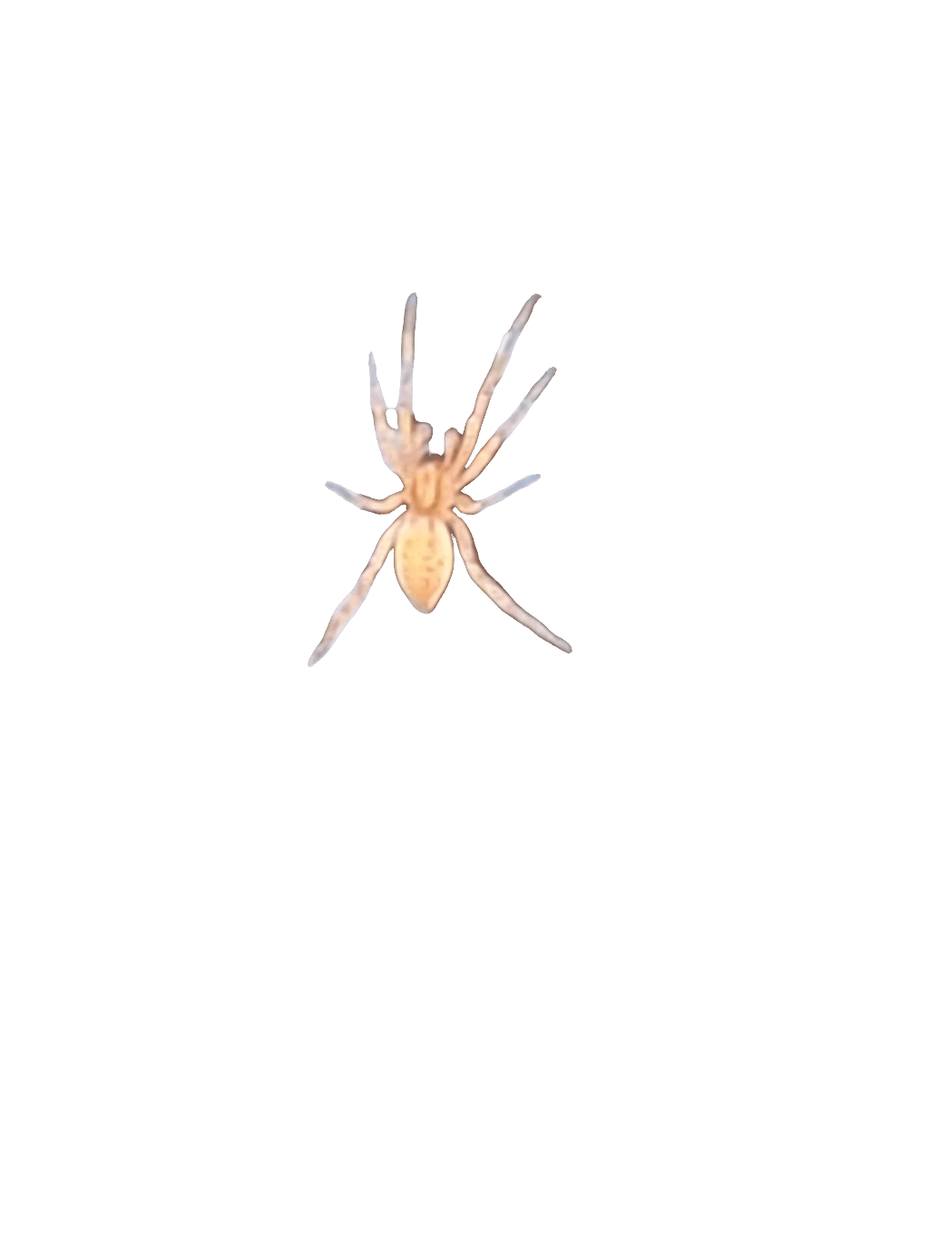 Orb Weaver, a recorded specimen