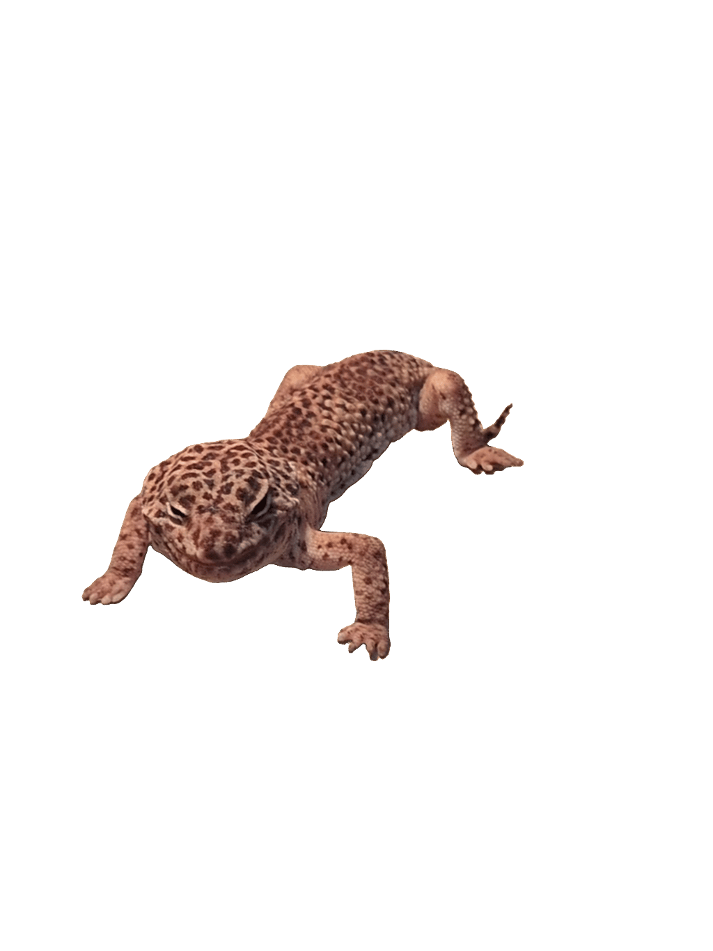 Spotted Gecko, a recorded specimen