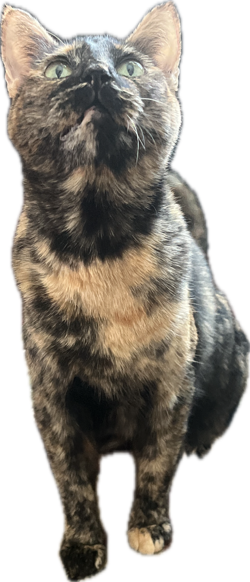 Domestic Cat