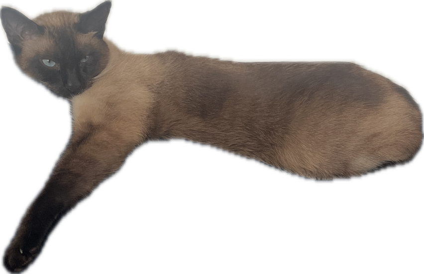 Siamese Cat