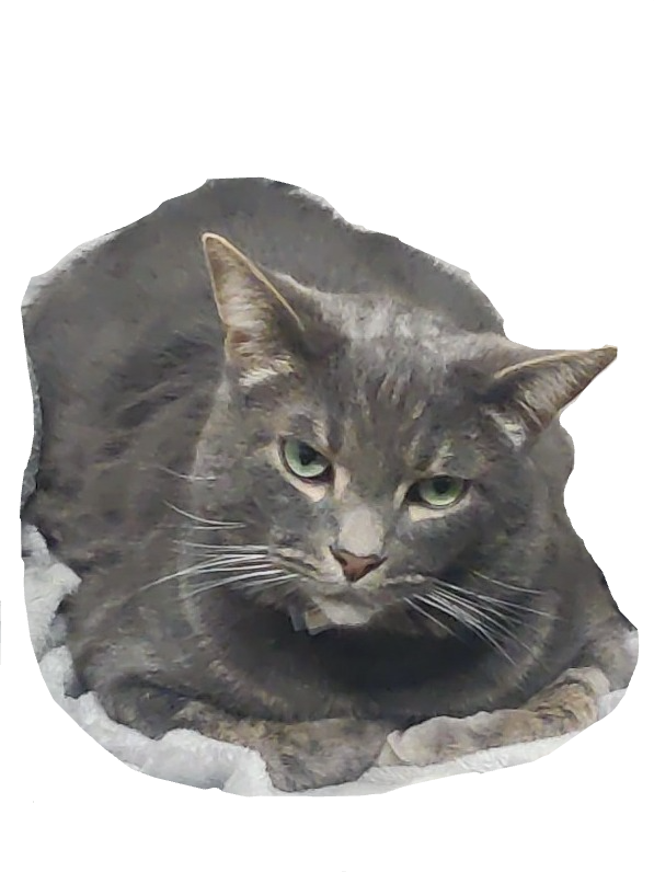 Cat, a recorded specimen