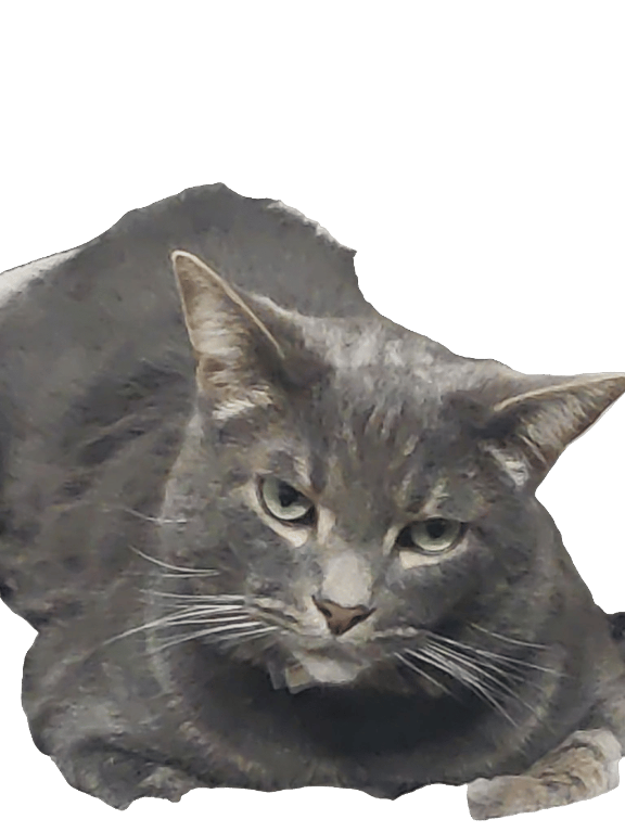 Cat, a recorded specimen