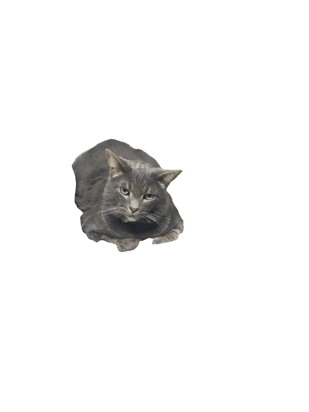 Cat, a recorded specimen