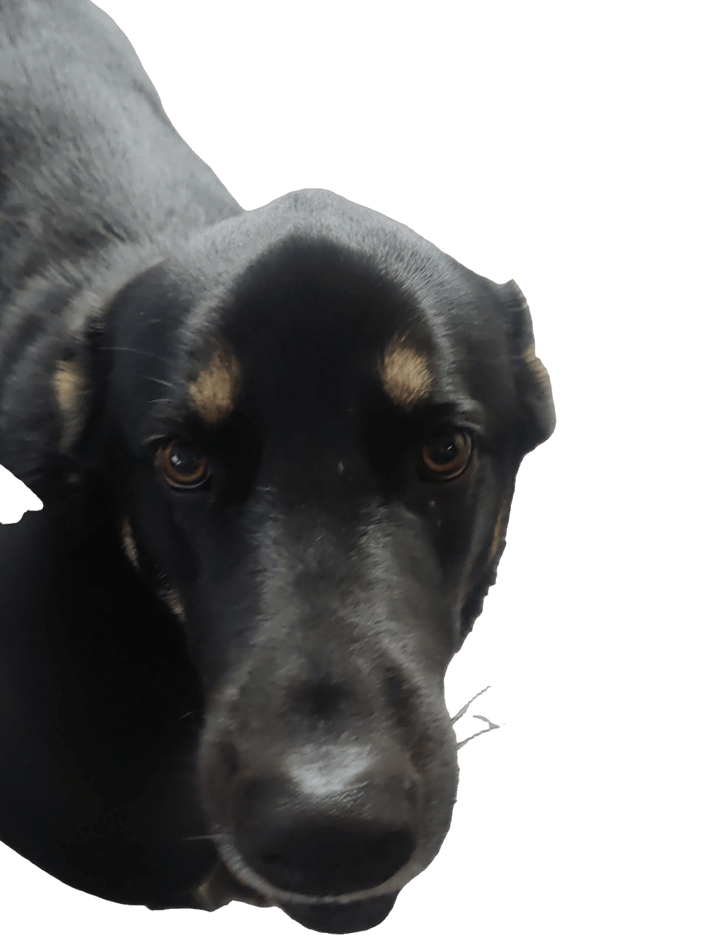 Black And Tan Coonhound, a recorded specimen
