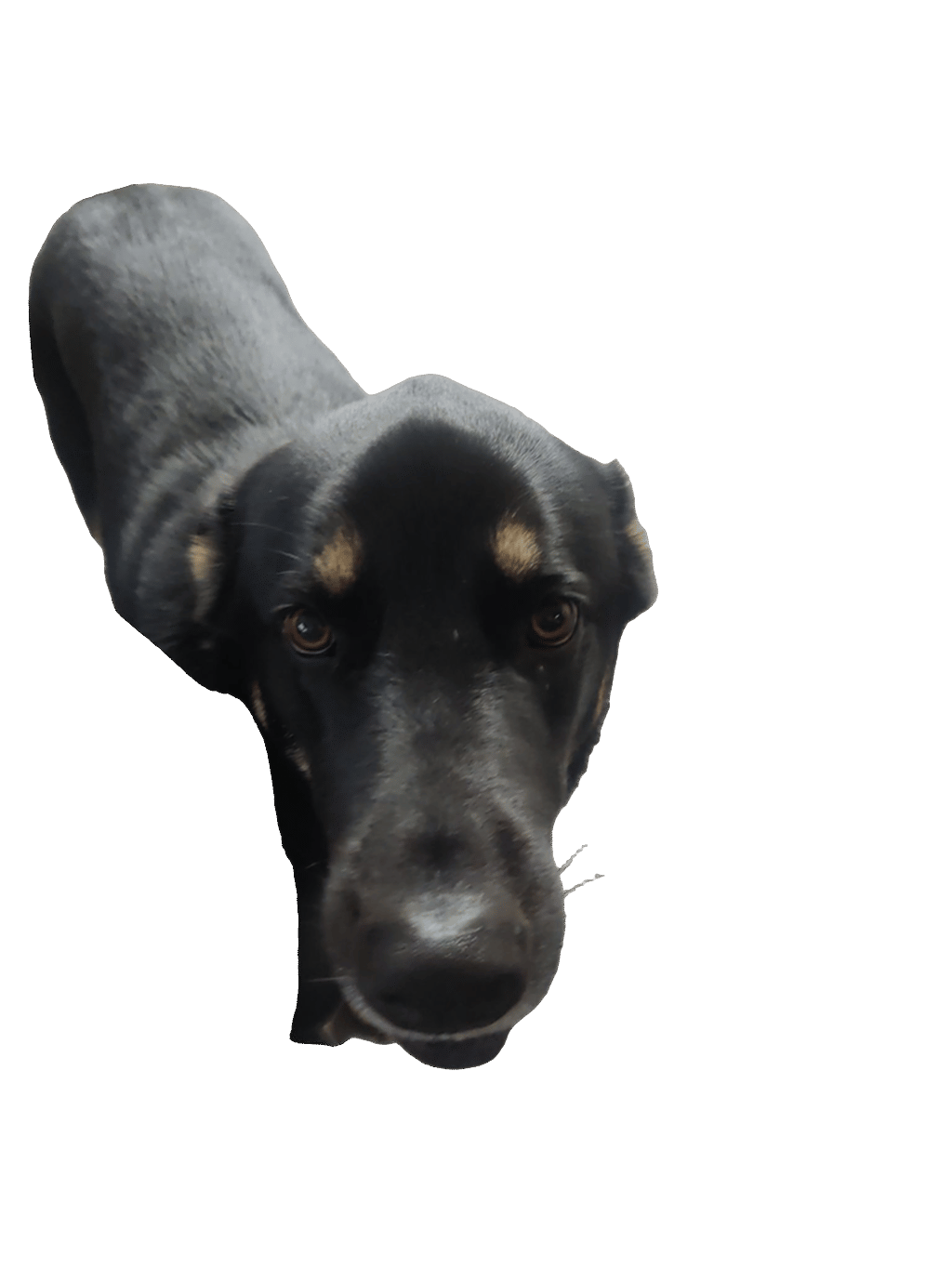 Black And Tan Coonhound