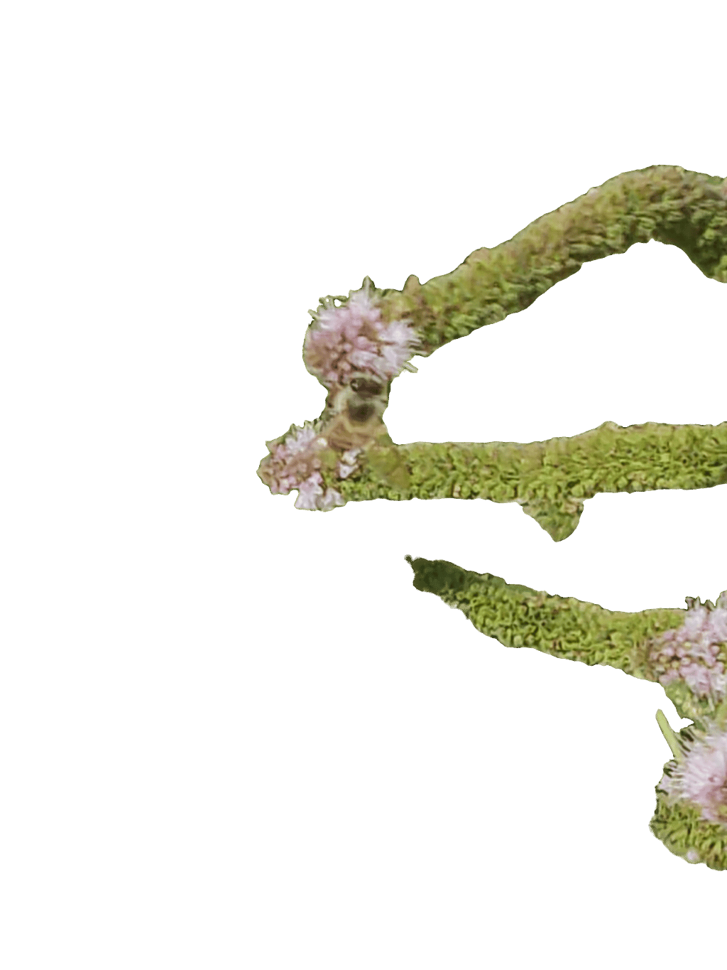 Honey Bee, a recorded specimen