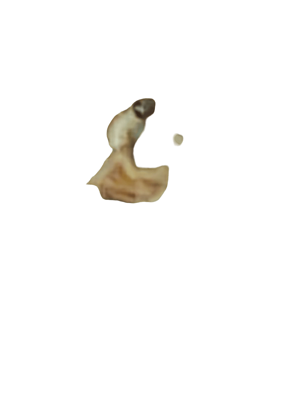 Honey Bee, a recorded specimen