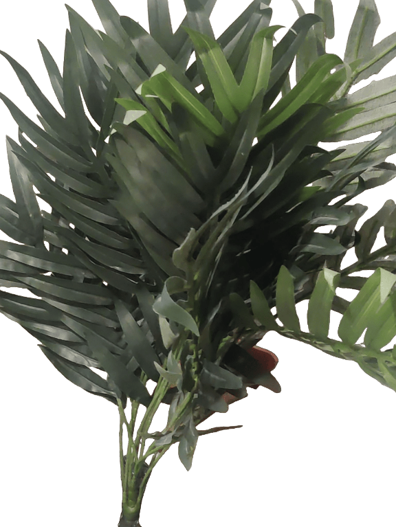 Parlor Palm, a captured specimen