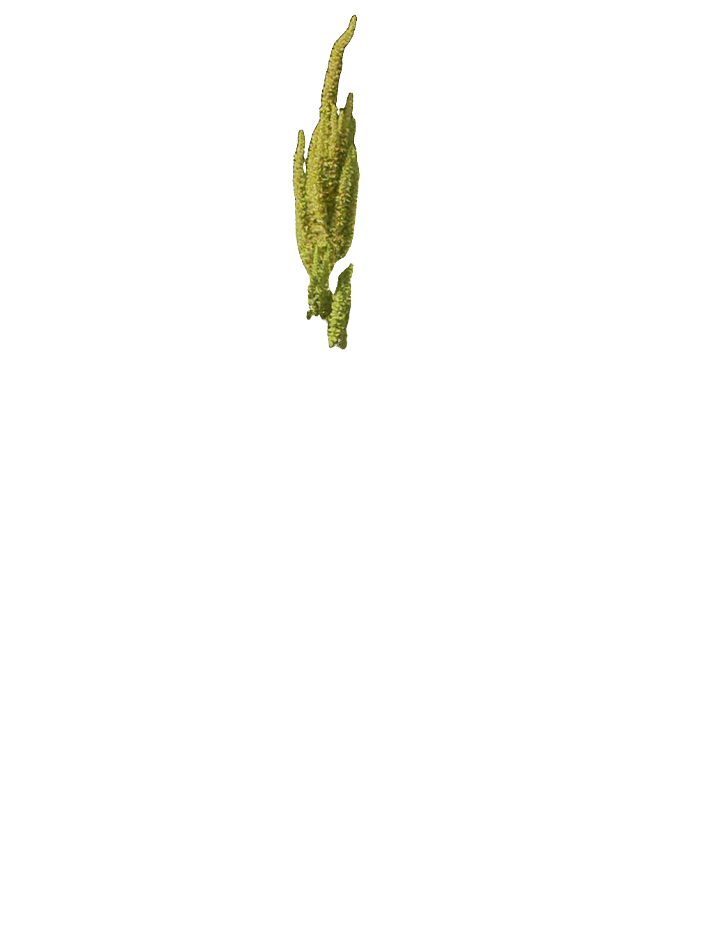 Amaranth, a recorded specimen