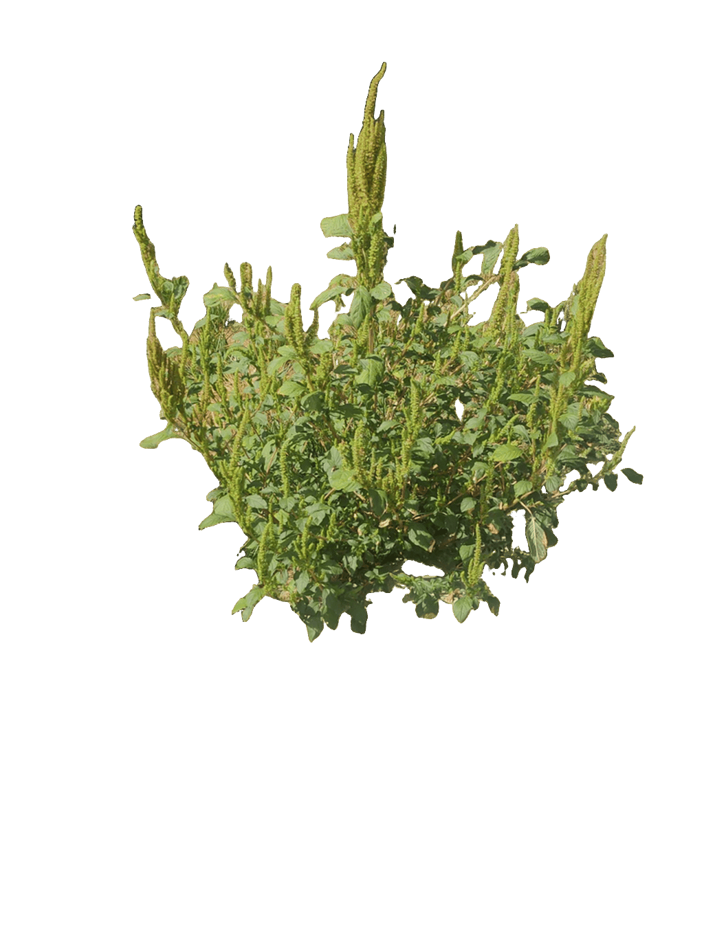Amaranth, a captured specimen