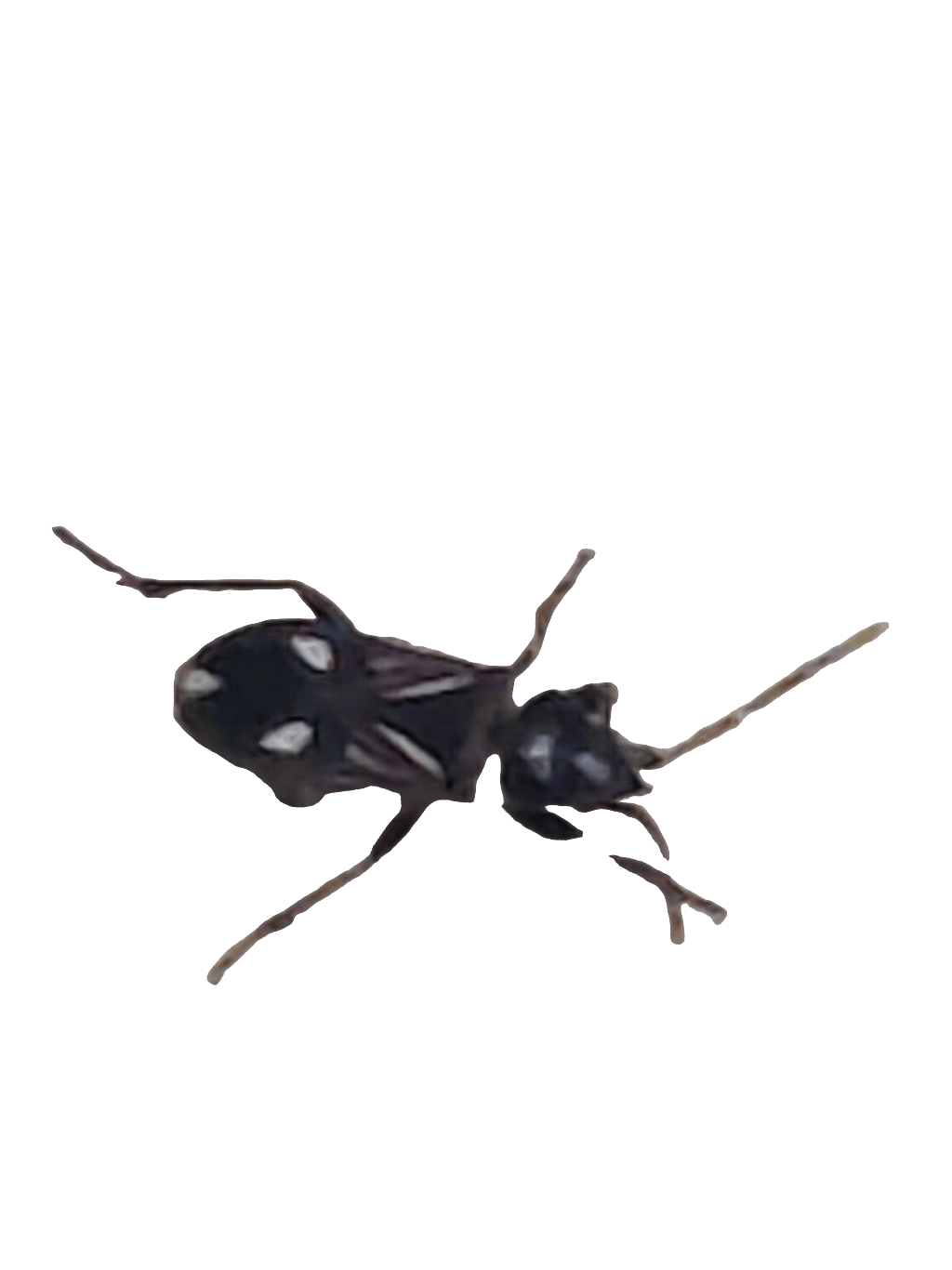 Wasp, a recorded specimen