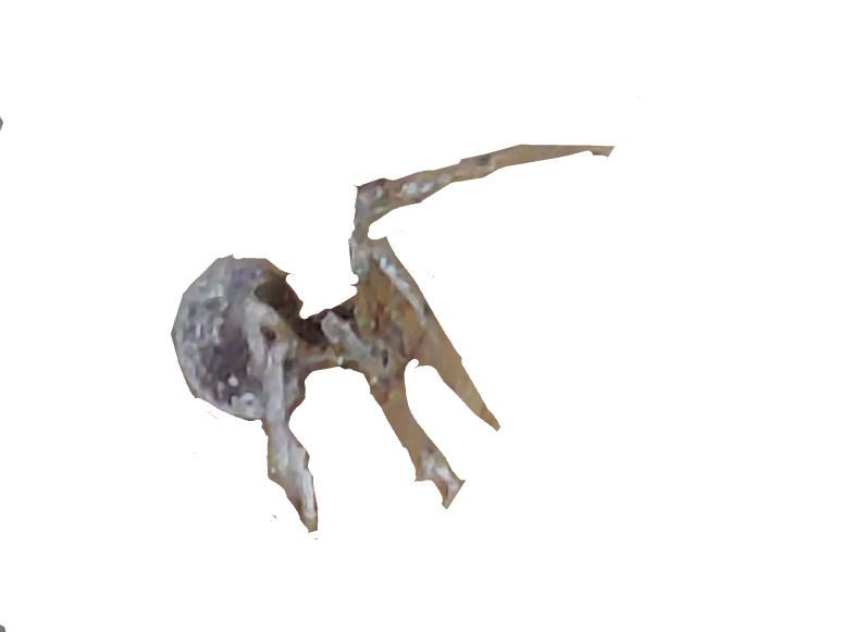 Spider, a recorded specimen
