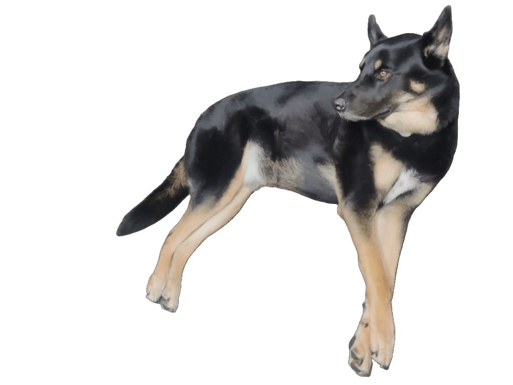 Husky