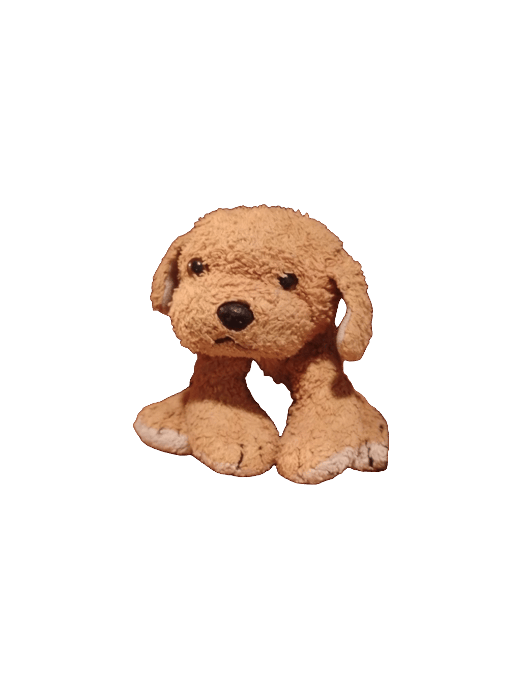 Stuffed Dog, a recorded specimen