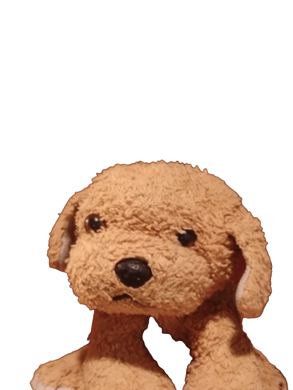 Stuffed Dog, a recorded specimen