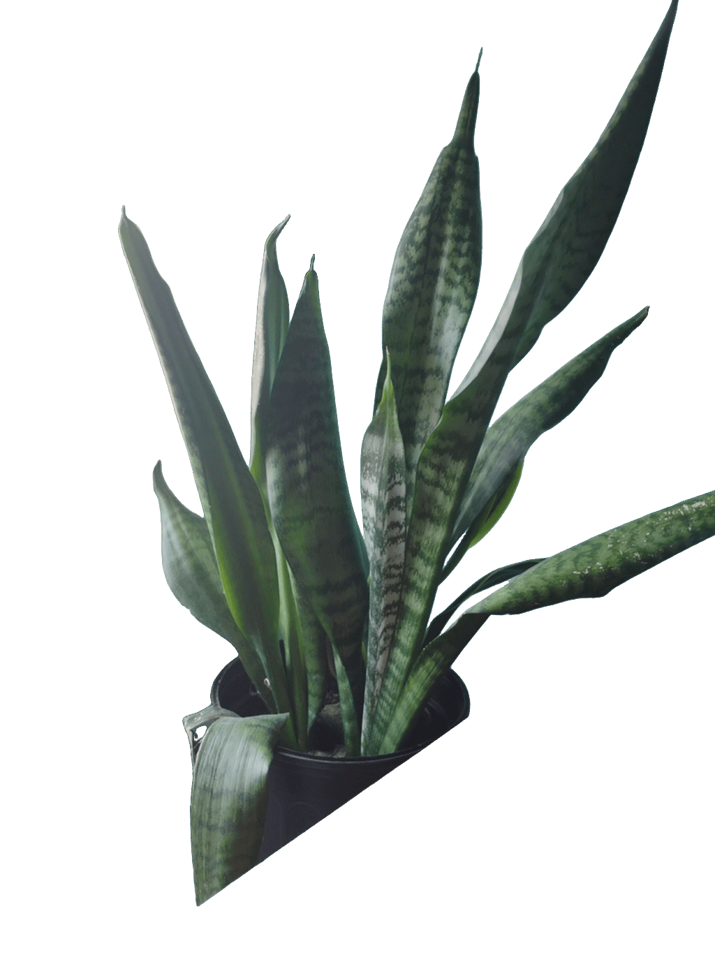 Snake Plant, a recorded specimen