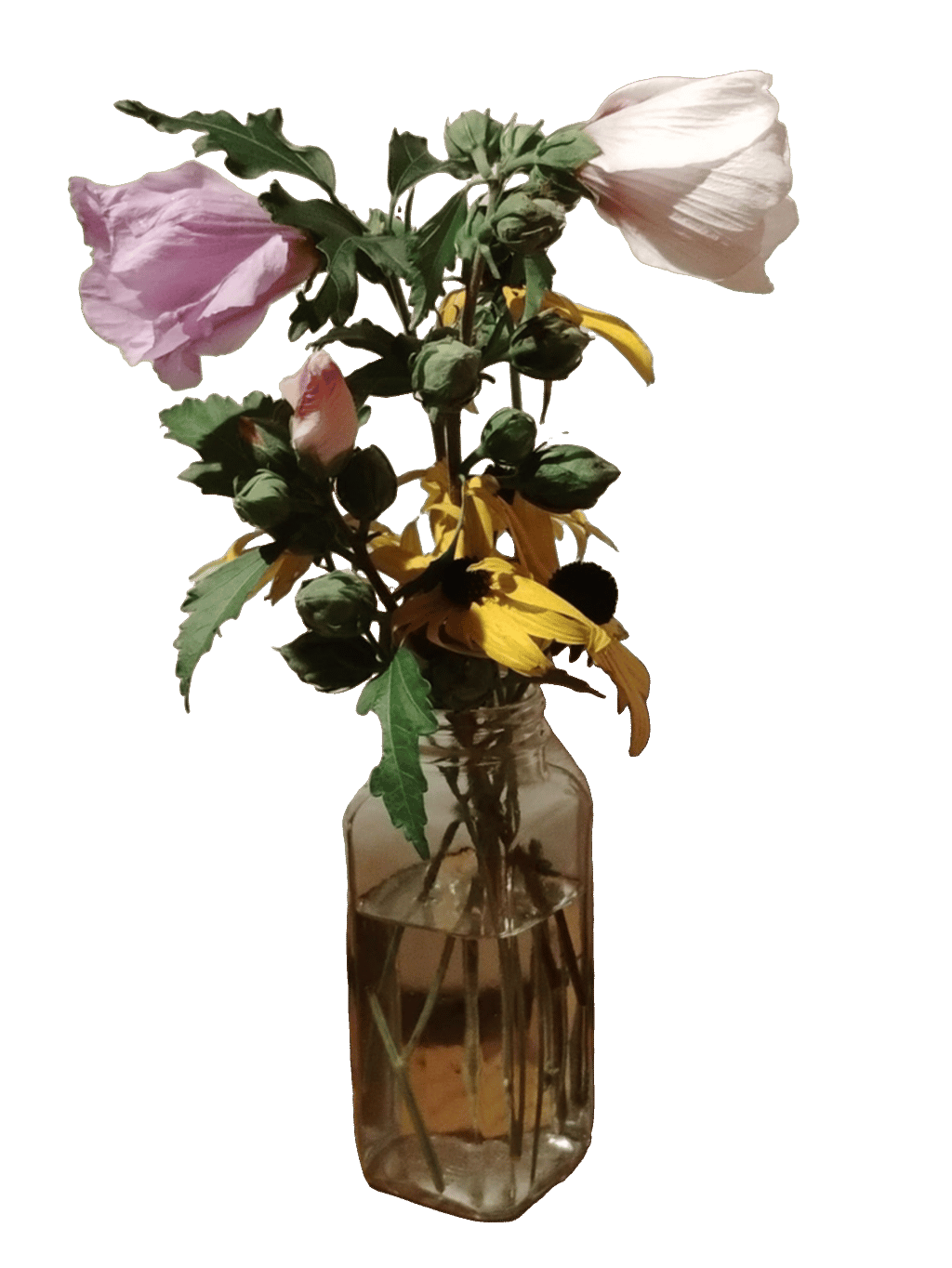 Anemone, a captured specimen