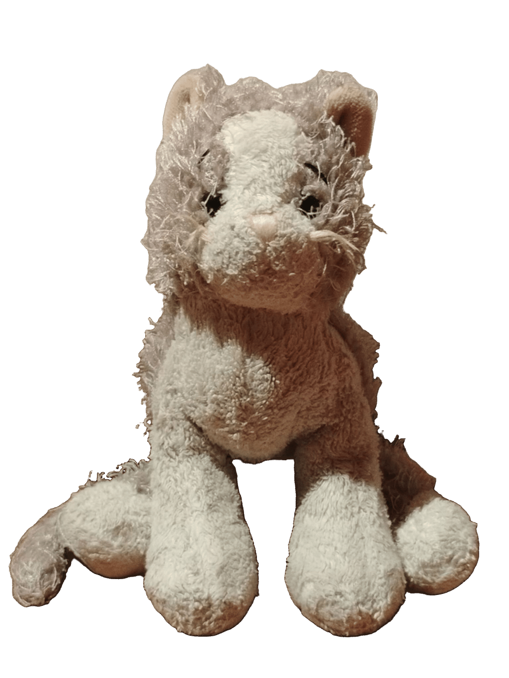 Stuffed Cat, a captured specimen