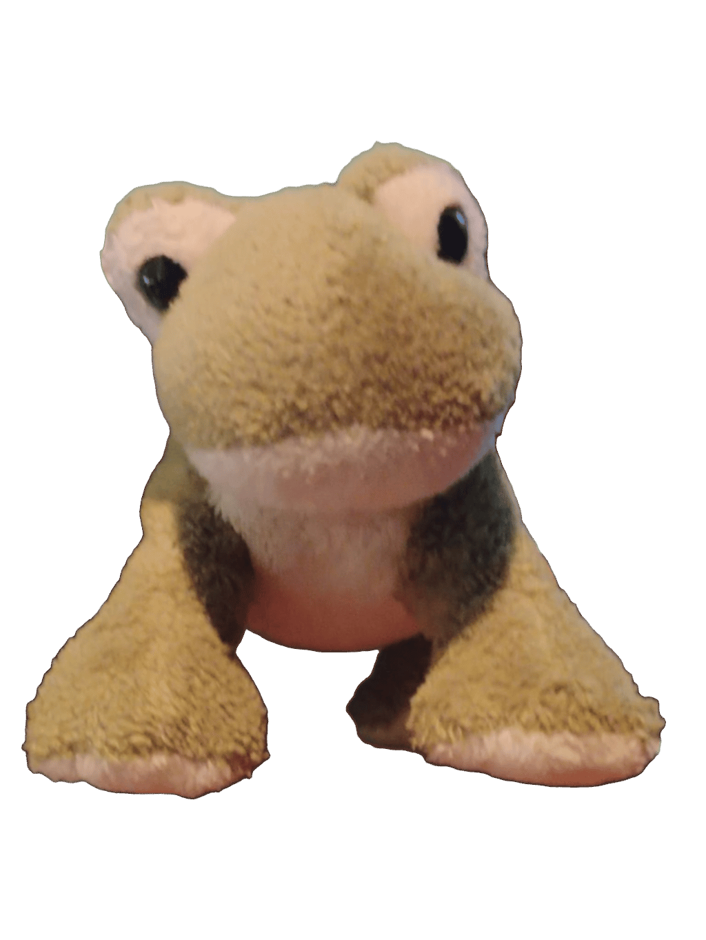 Stuffed Frog, a captured specimen