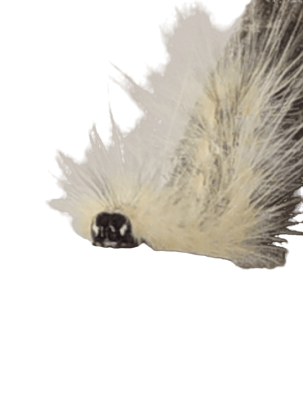 Porcupine, a captured specimen