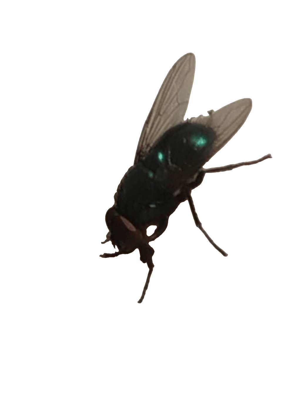 Robber Fly, a recorded specimen