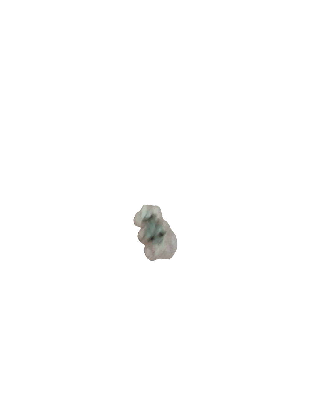 Lace Bug