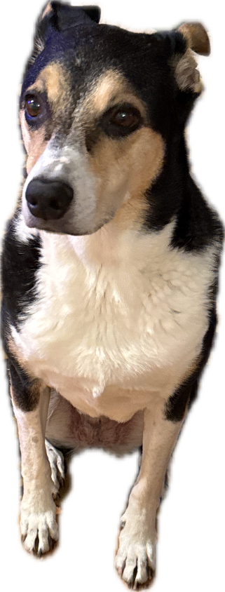 Mixed-Breed Dog, a recorded specimen