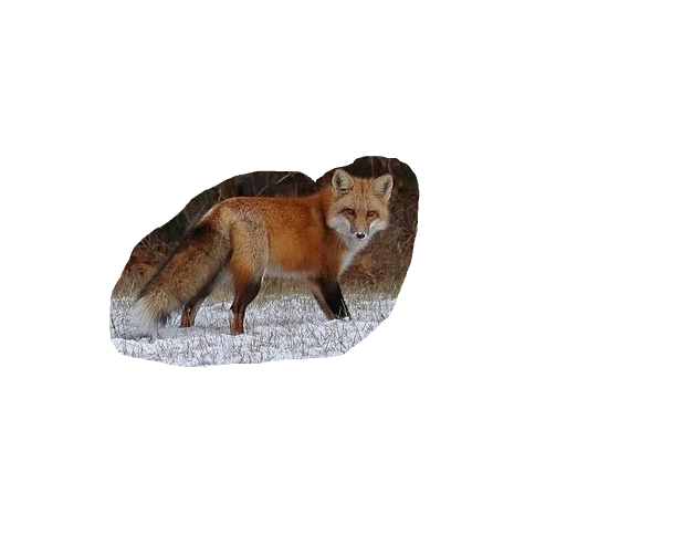 Red Fox, a recorded specimen