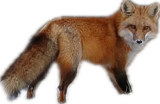Red Fox, a recorded specimen