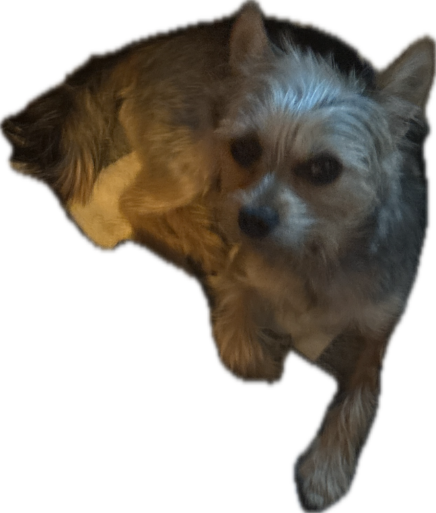 Mixed-Breed Dog